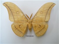 藏品(大透目天蠶蛾)的圖片